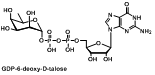 GDP-6-deoxy-D-talose 鸟苷5′-二磷酸-6-脱氧-a-D-滑石糖二钠盐