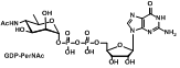 GDP-PerNAc,鸟苷二磷酸-N-乙酰神经氨酸