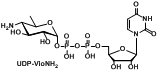 UDP-VioNH2 氨基功能化修饰尿苷二磷酸