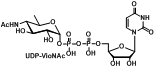 UDP-VioNAc,UDP-N-乙酰基-D-葡萄糖胺