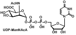 UDP-ManNAcA,尿苷二磷酸-N-乙酰氨基甘露糖胺醛酸