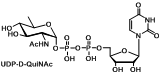 UDP-D-QuiNAc 尿苷二磷酸D-喹诺糖胺