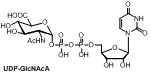 UDP-GlcNAcA UDP-N-乙酰基-D-葡萄糖氨酸