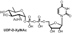 UDP-D-XylNAc 尿苷二磷酸糖