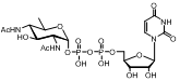 UDP-L-AltNAc UDP-diBAcNAc 核苷酸修饰环辛炔