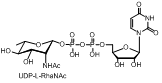 UDP-L-RhaNAc 尿苷二磷酸-L-鼠李糖醛酸