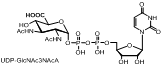 UDP-GlcNAc3NAcA（尿苷二磷酸N-乙酰氨基葡萄糖3-N-乙酰天冬氨酸）