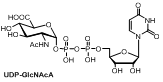 UDP-GlcNAcA（尿苷二磷酸N-乙酰氨基葡萄糖酸）