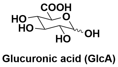 葡萄糖醛酸（Glucuronic acid，GlcA）