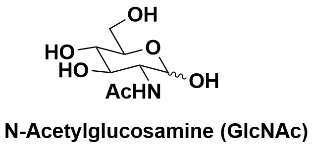 N-乙酰-D-氨基葡萄糖（N-Acetyl-D-glucosamine，GlcNAc）