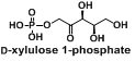 D-木酮糖-1-磷酸（D-xylulose 1-phosphate）CAS： 63323-91-1