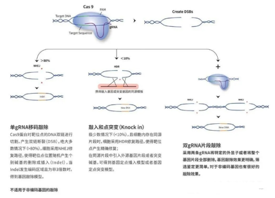 移码敲除、片段敲除、多基因敲除，基因敲除的实验外包