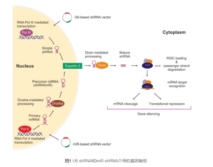 CRISPR/Cas9系统实现基因敲除绝大部分外显子