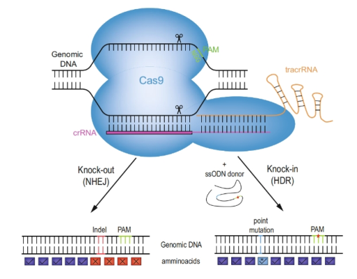 CRISPR/Cas9系统基因敲除个别外显子，技术服务