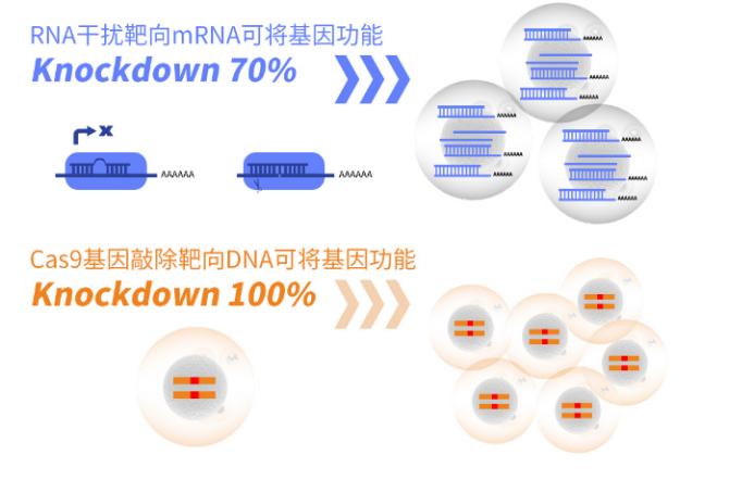 CRISPR Cas9基因敲除项目-移码突变