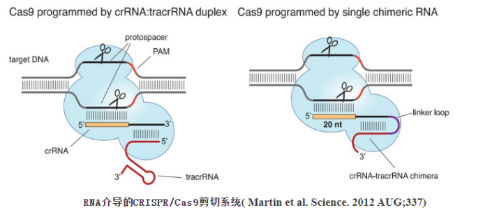 CRISPR Cas9基因敲除项目-大片段敲除