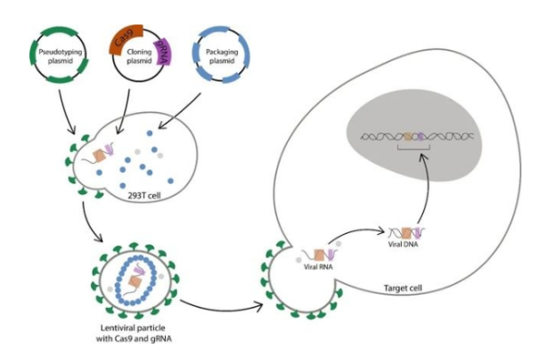 利用CRISPR/Cas9技术构建基因敲除大鼠及小鼠模型