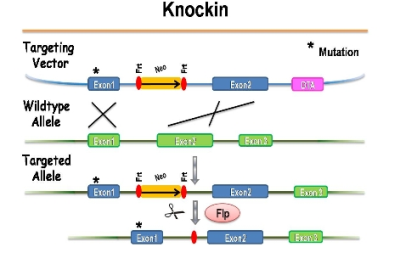 慢病毒介导的CRISPR/Cas9基因组编辑技术