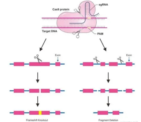 利用CRISPR/Cas9技术编辑海洋生物基因片段