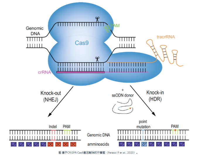 CRISPR/Cas9系统介导的地衣芽孢杆菌基因敲除