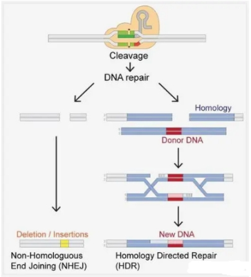 利用CRISPR-Cas9技术构建微小核糖核酸-551b基因敲除小鼠模型，基因敲除定制服务