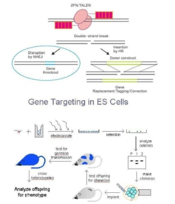 利用CRISPR/Cas9技术制备基因敲除鼠，技术服务