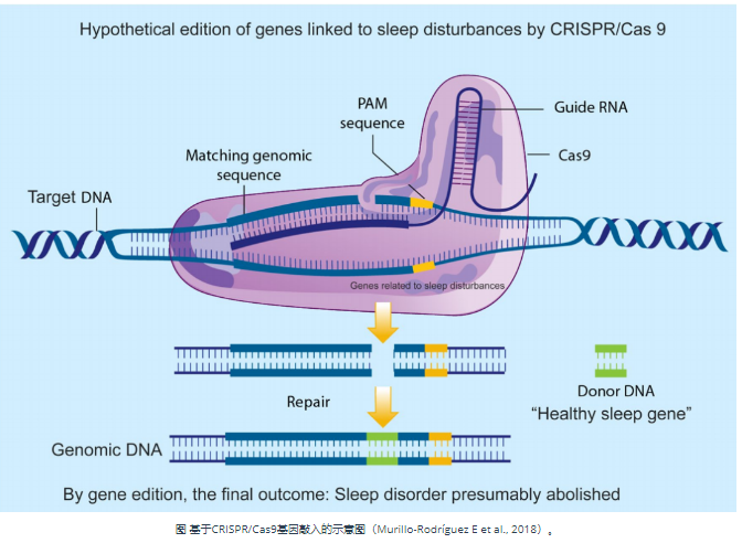 CRISPR/CAS9介导基因敲入，基因敲入的技术服务