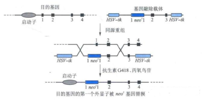 转基因小鼠，基因敲入的技术服务