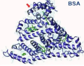 辛炔酸-牛血清白蛋白|2-Octynoic Acid-BSA |2-OA-BSA