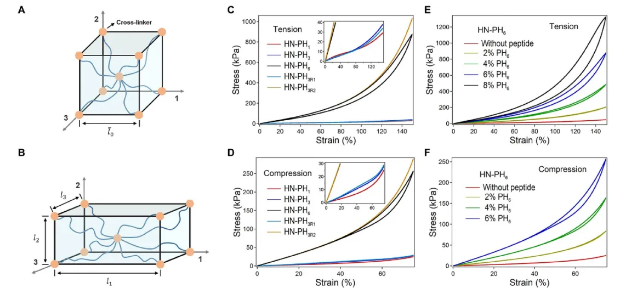提供HN-PHn水凝胶的结构和性能，不同水凝胶的网络结构示意图