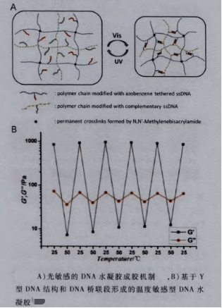 温度敏感型 DNA水凝胶结构和成胶机制
