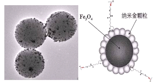 金磁纳米颗粒和基团功能化PEG包裹金磁颗粒产品定制
