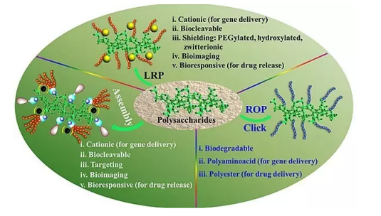 三种功能性聚合物接枝修饰多糖的合成策略介绍（多糖的功能化改性）
