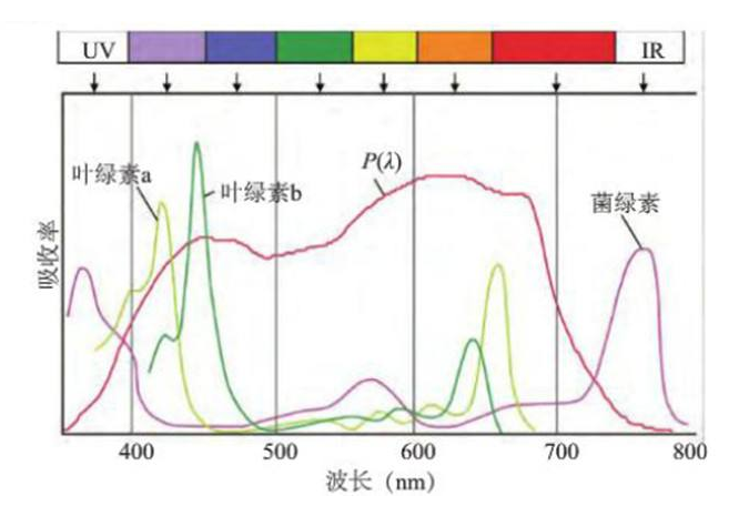 叶绿素家族（a、b、c、d）的偶联修饰