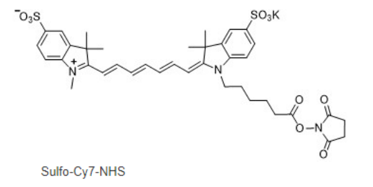 Sulfo-CY7-NHS ester