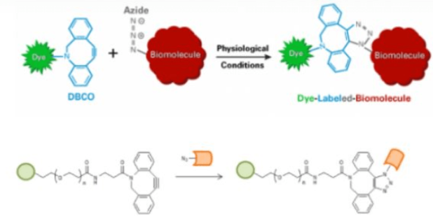 DBCO-Lectins