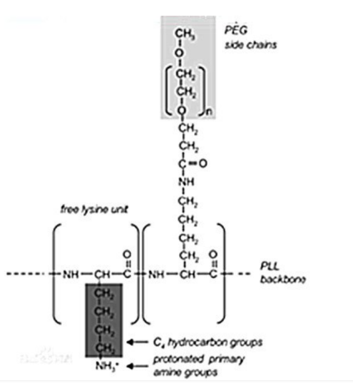 PLL(20)-g[3.5]-PEG(2)