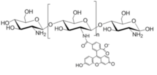 FITC-Chitosan