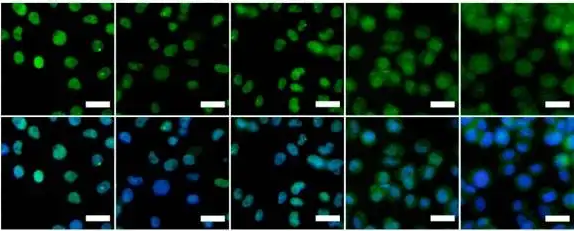 FITC-Protein A