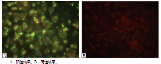 FITC标记的羊抗猪荧光二抗，Goat anti-Pig IgG/FITC，FITC-Goat anti-Pig IgG